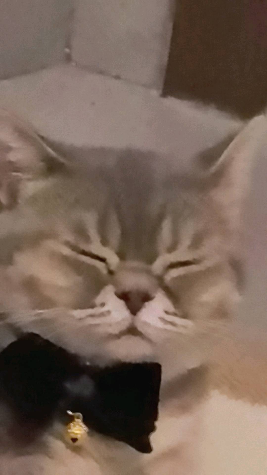 猫猫萌宠档案