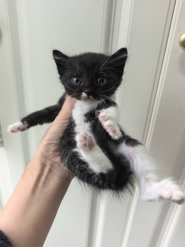 自家小猫生的，一个多月了，活泼可爱，会吃猫粮，找领养，免费送了。有喜欢的联系我！