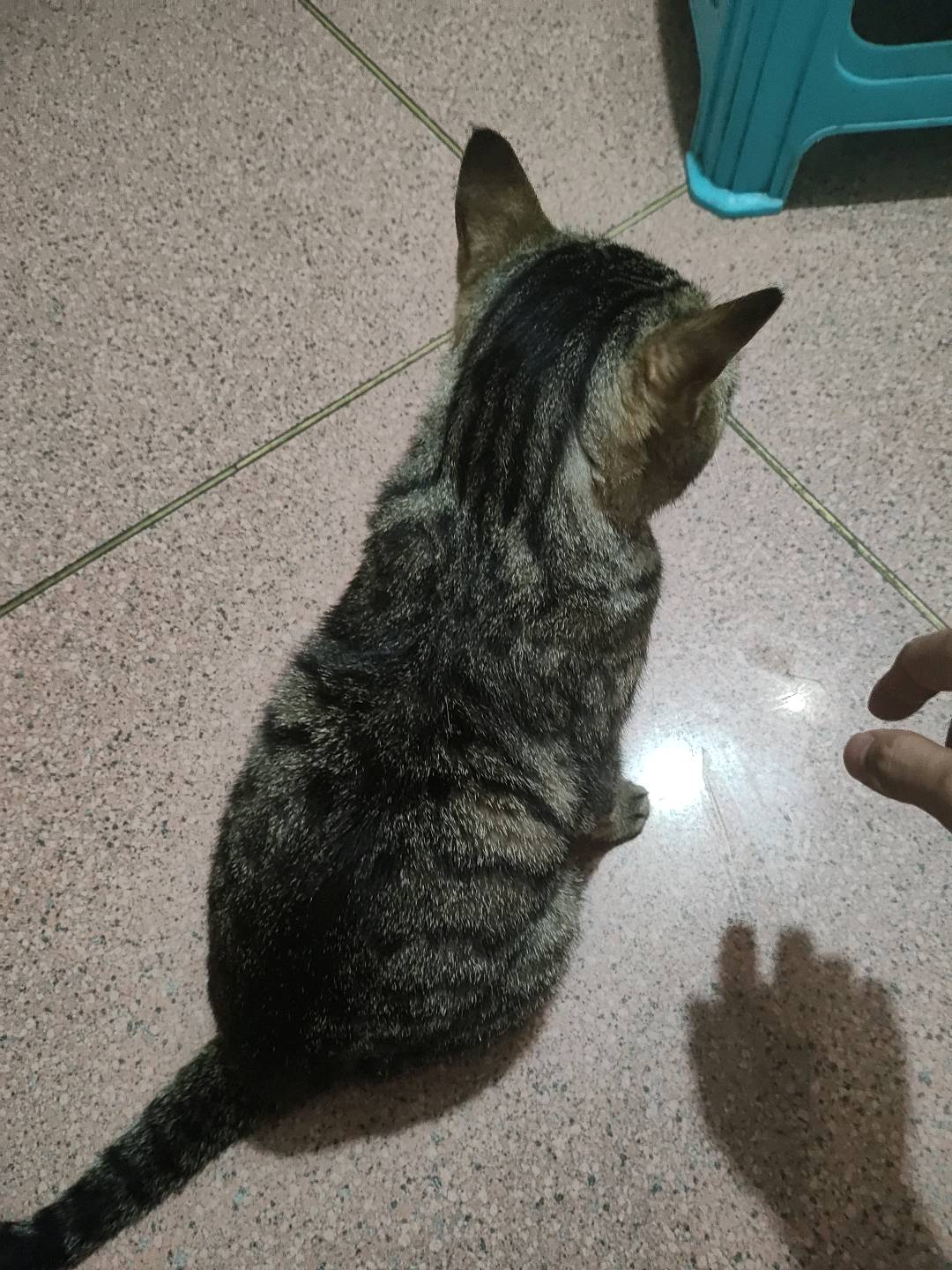 我家狸花猫公猫**了瘦了好多，从小开始养到现在，也没有出过门都是自己给他洗澡驱虫，有母猫看上他吗