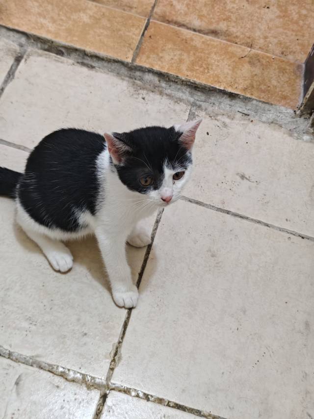 猫猫粘人，奶牛猫，长像不错，需要的过来自提免费领养