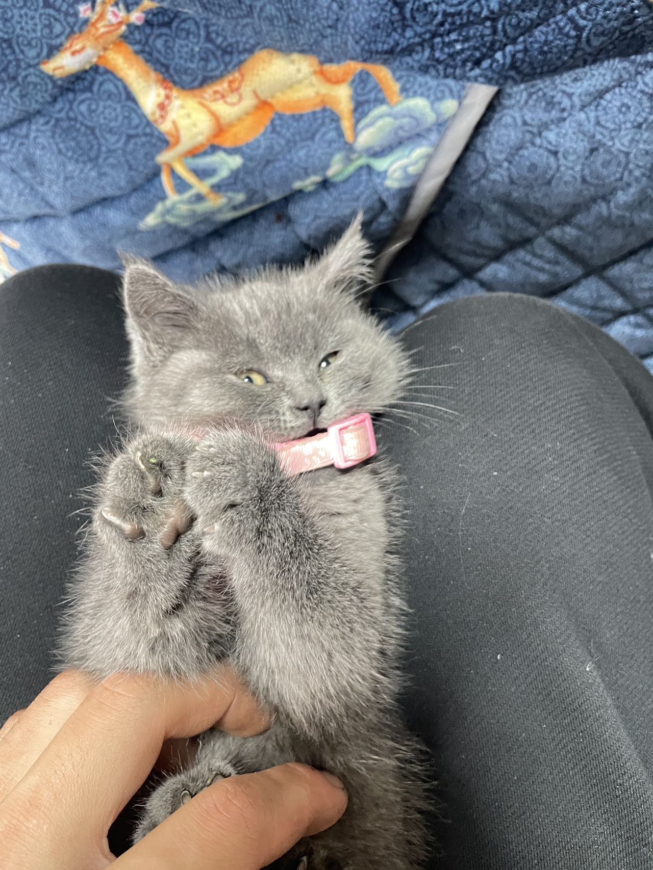 猫猫英国短毛猫