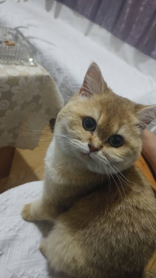 猫猫金渐层