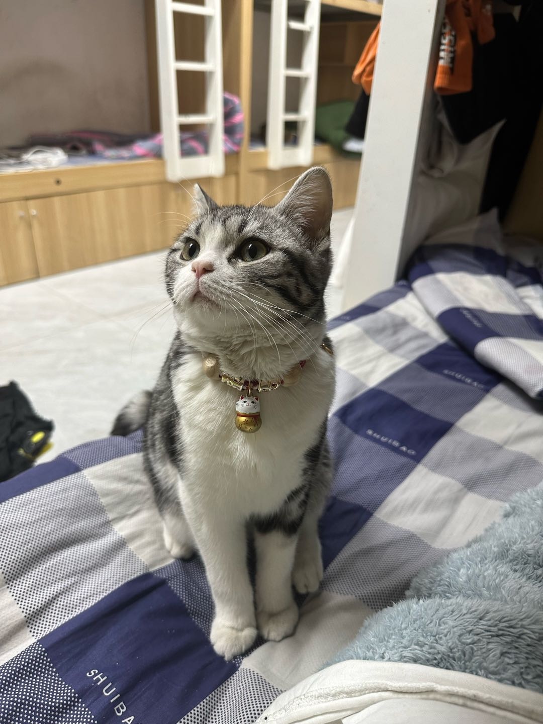 太原猫咪上门喂养
寒假 过年提前预约有折扣
太原上门喂养猫咪可预约节假日周末服务，上门陪猫咪玩耍，帮铲屎喂粮，全程可视频拍照
太原上门喂养服务接受节假日预约服务
1⃣️  服务内容：添粮，换水，铲屎，拍照，梳毛，陪玩。
*⃣️ **标准：从万柏林区小井峪c区算 五公里内40一次 其他地区按直线距离算  太原偏远地区 实际情况而定多加多少路费 多猫狗家庭一只不