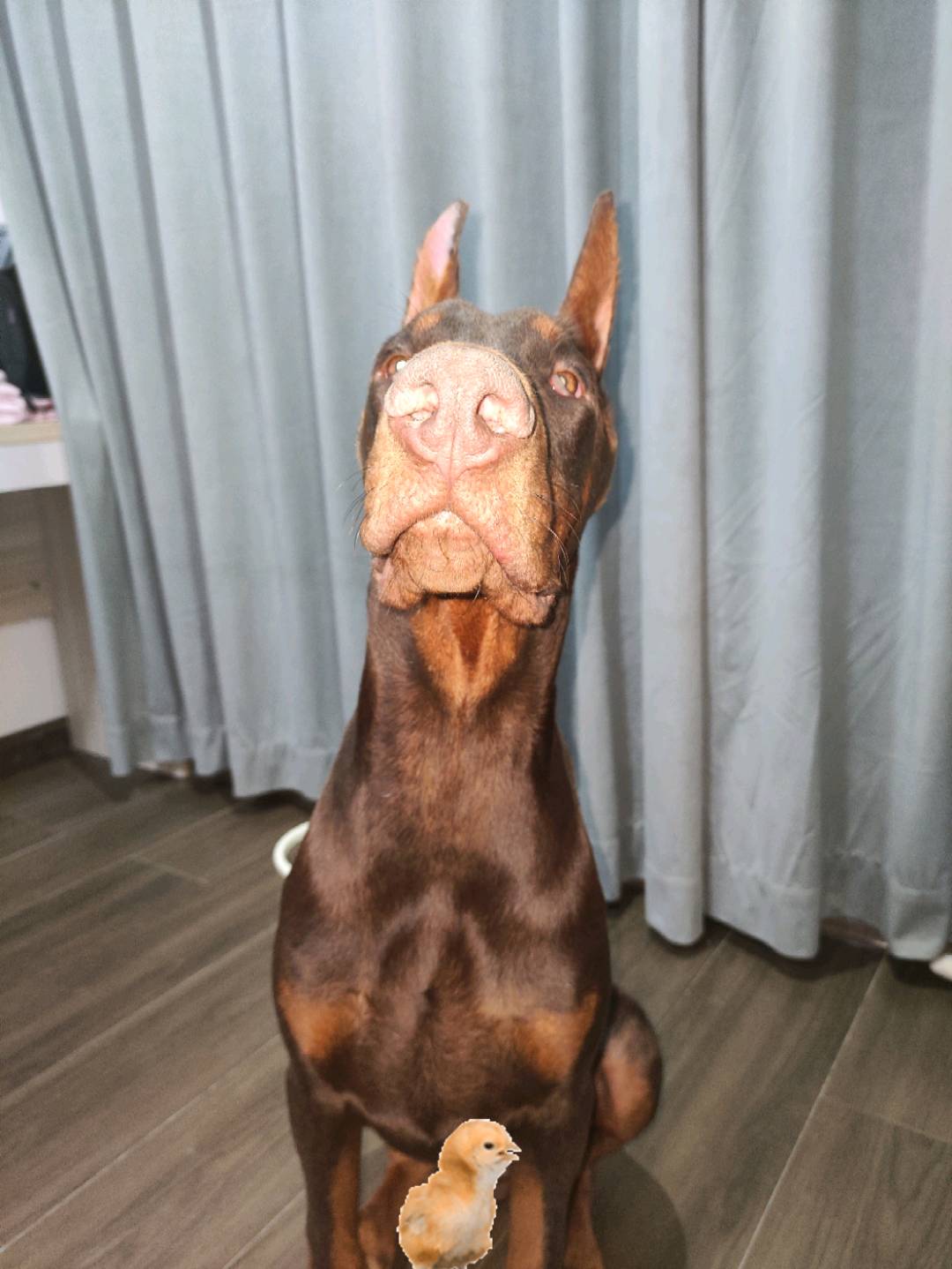狗狗杜宾犬