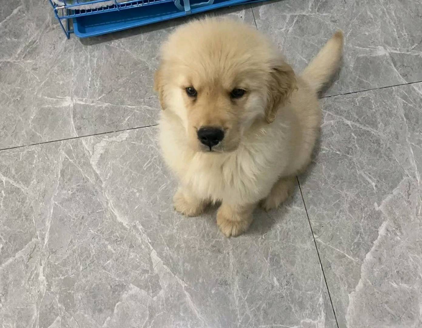 狗狗金毛犬