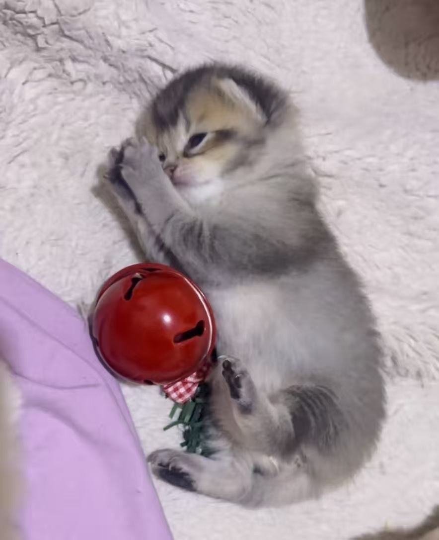 猫猫萌宠档案