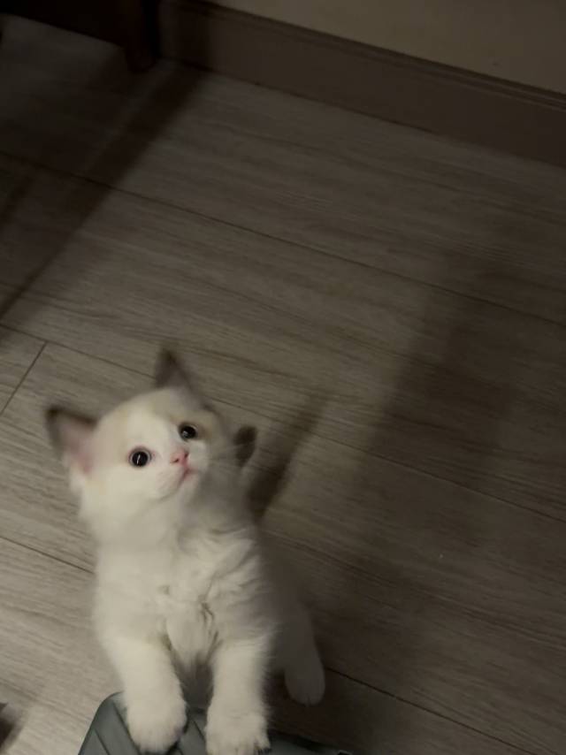 猫猫布偶猫