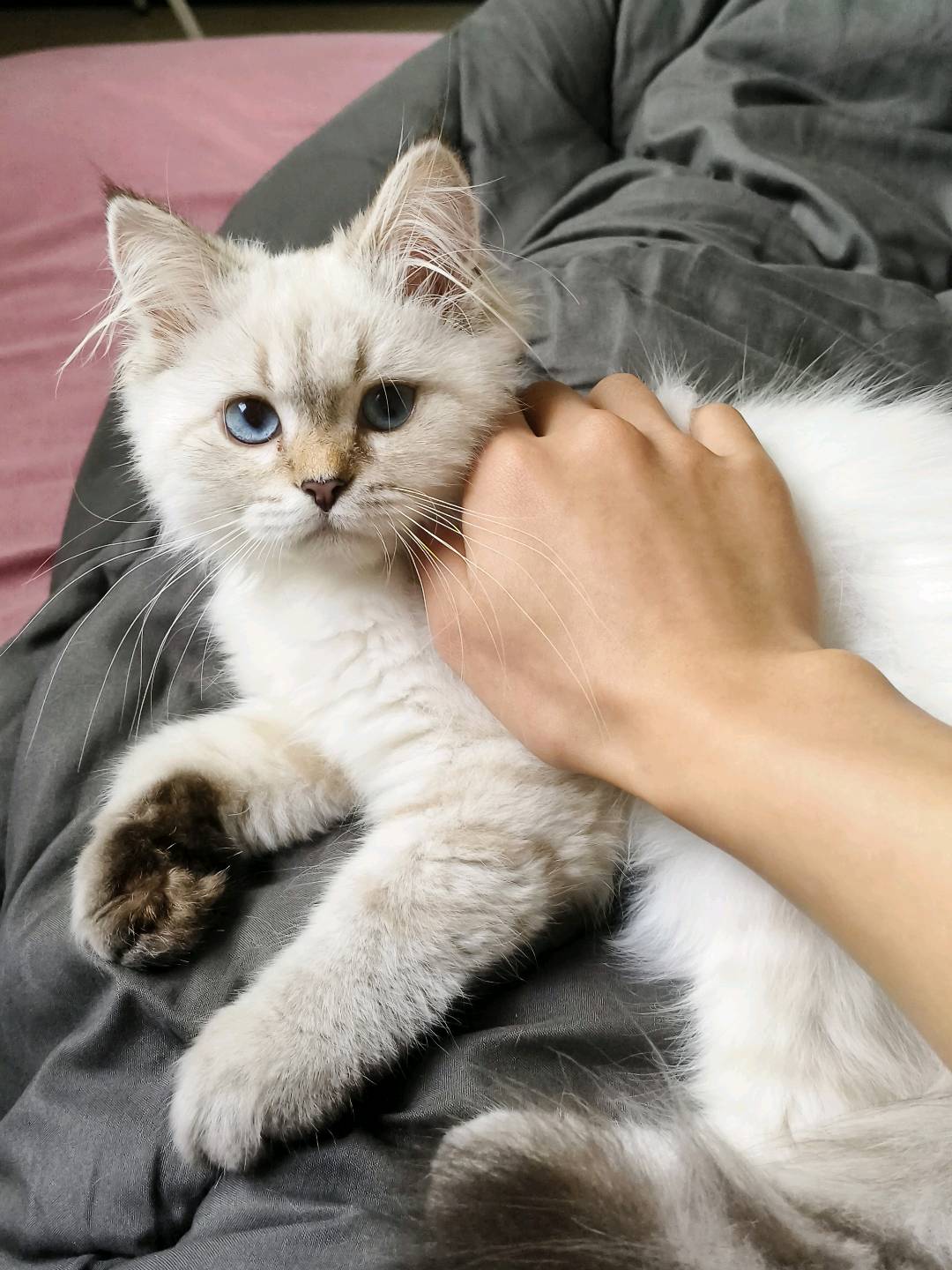 猫猫金吉拉猫