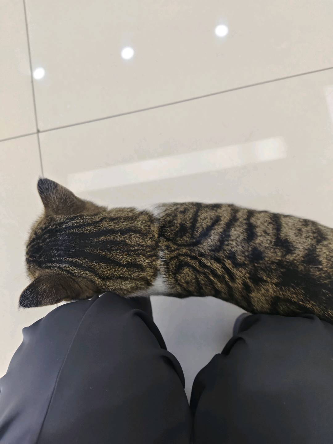 上门遛狗遛猫，价格不贵，价格面谈，主要服务纬一路地区
