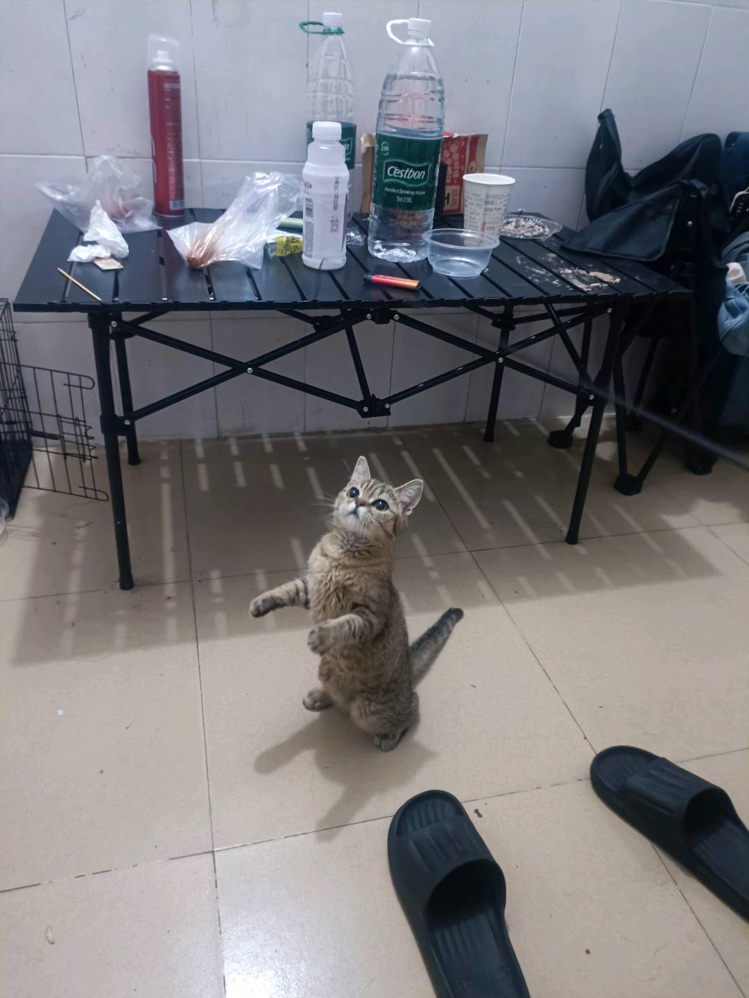 猫猫其它
