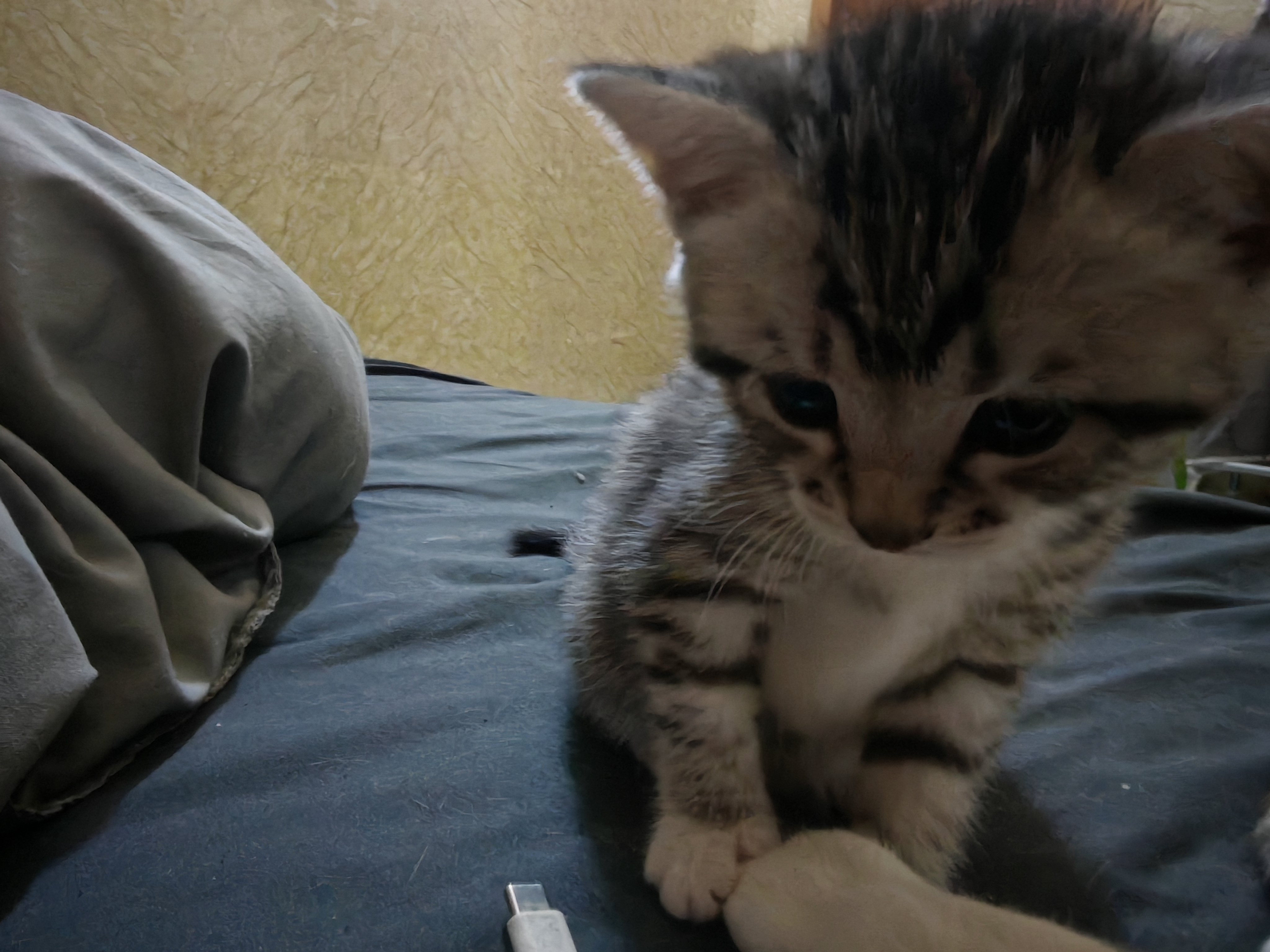 猫猫美国短毛猫