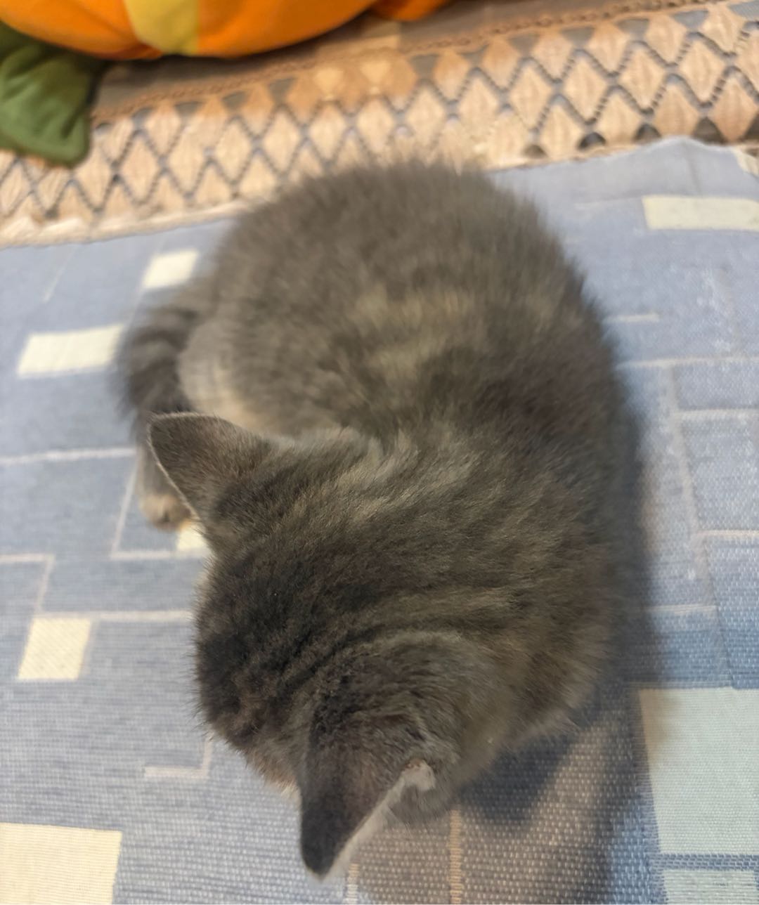 猫猫两个月大 真的很可爱 会自己使用猫砂 不挑嘴 由于本人要上学的原因 家中无法喂养 想找个爱猫人士