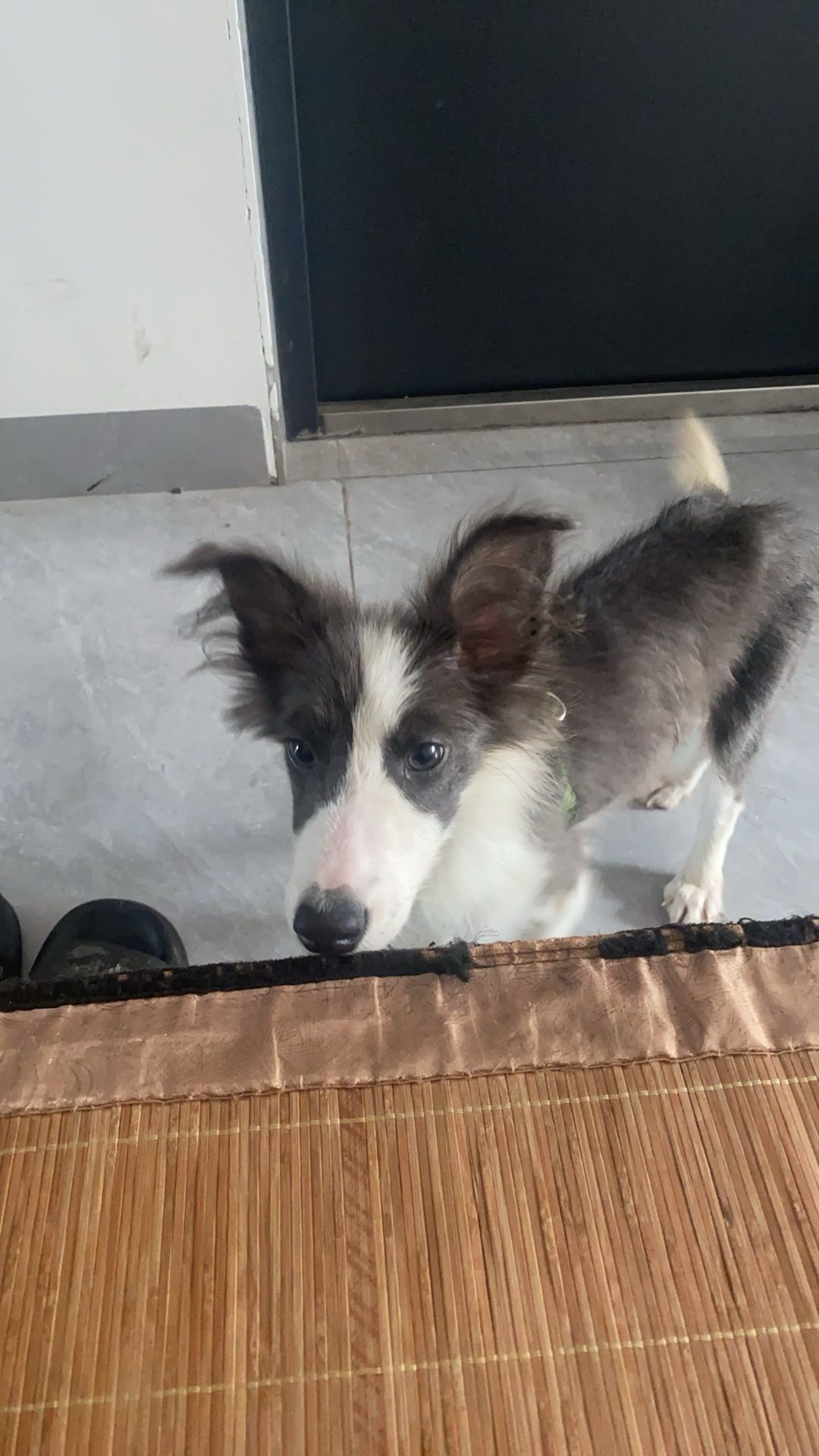 狗狗边境牧羊犬