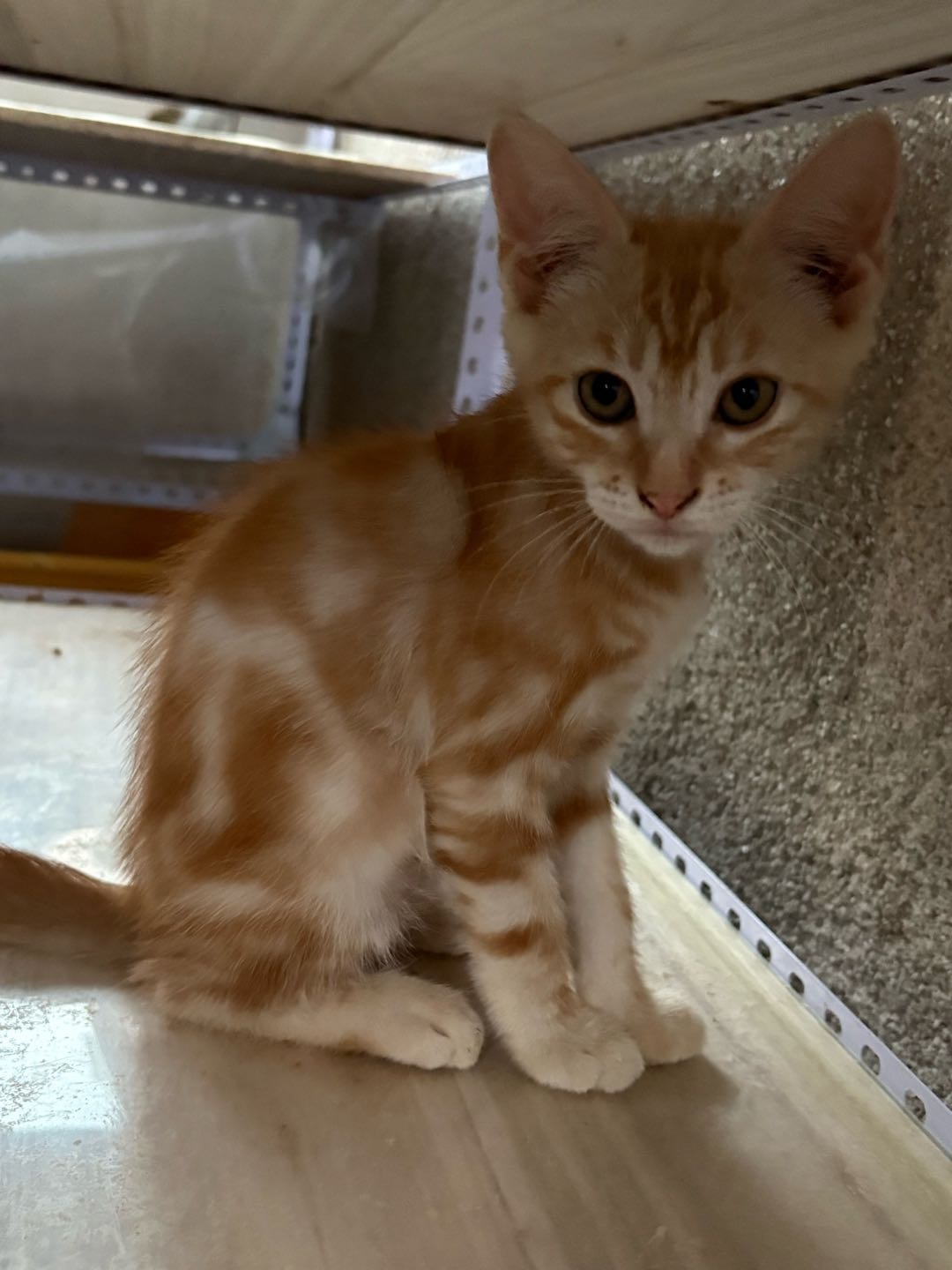 猫猫美国短毛猫