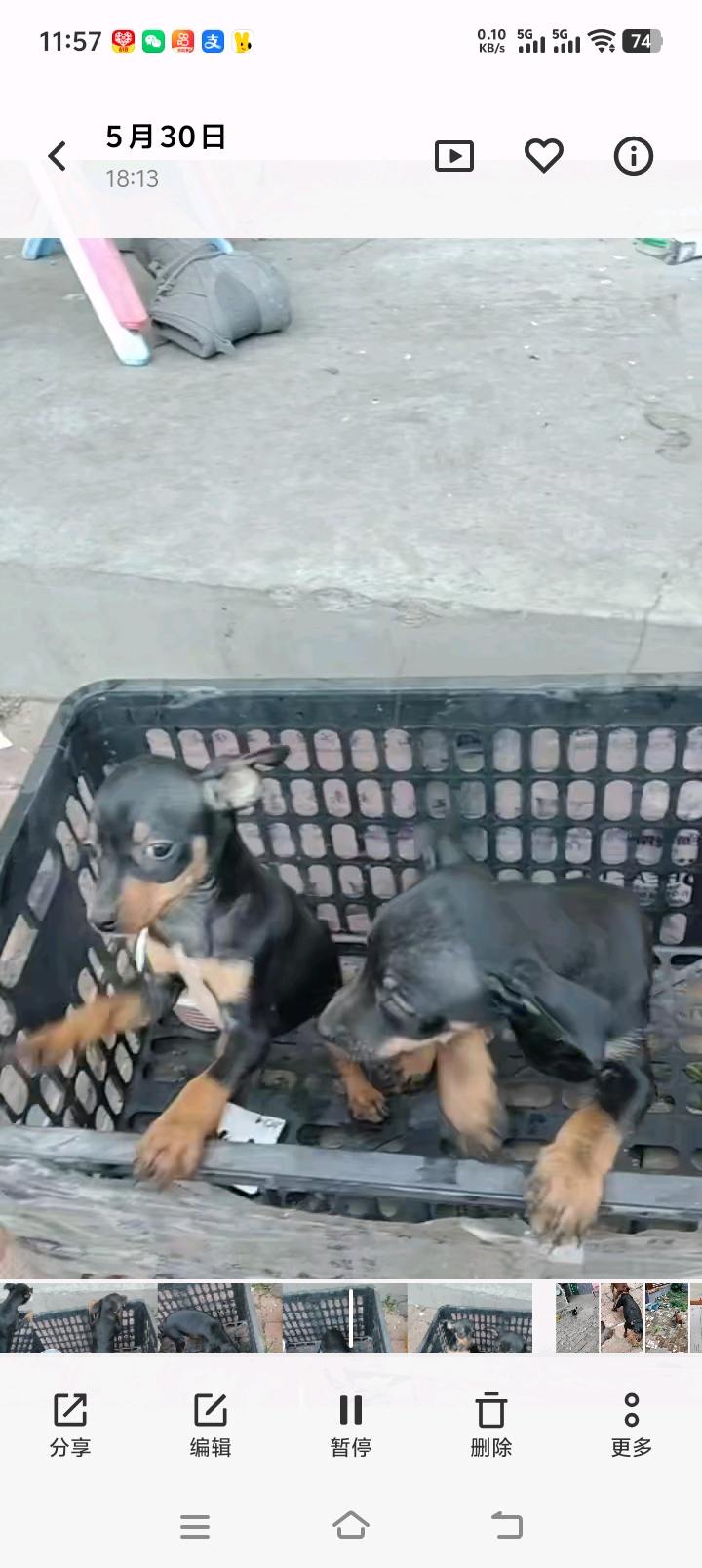 小鹿犬便宜出啦