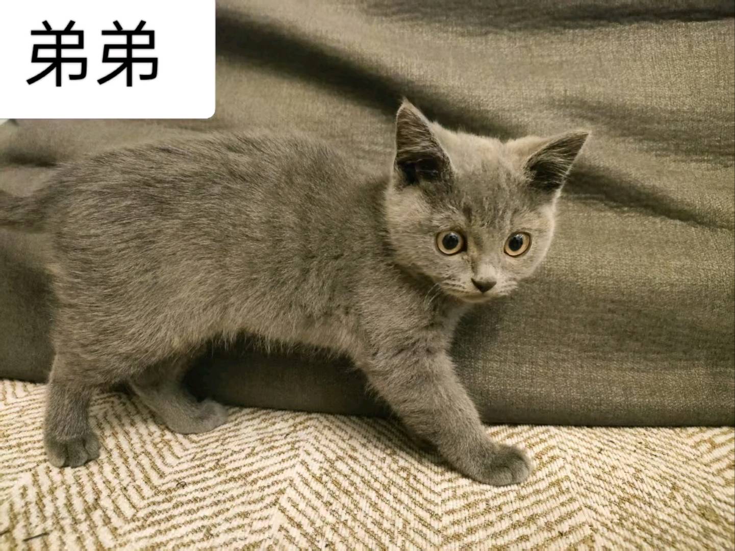 猫咪不能吃辣的，比较安静，希望快点托运