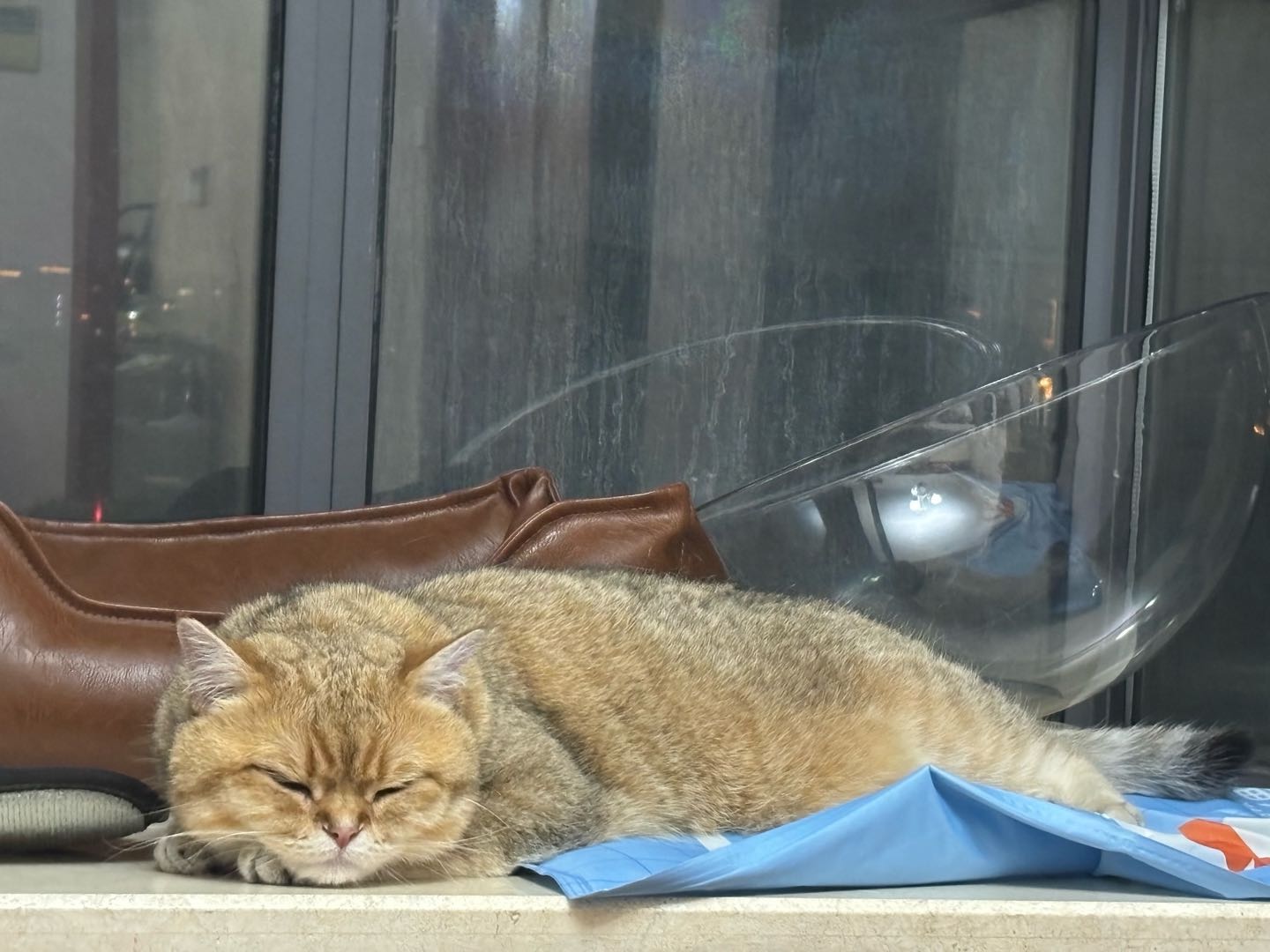 小猫咪太可爱啦