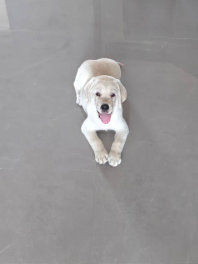 狗狗萌宠档案