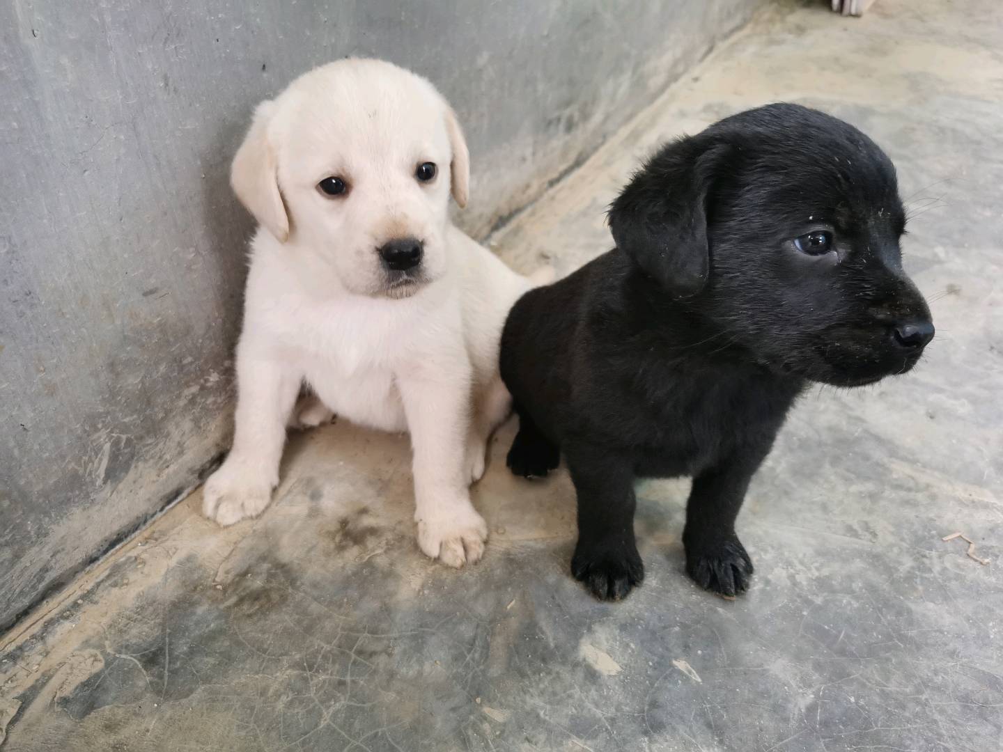 自己家养的拉布拉多幼犬，黑白公母都有，喜欢的联系