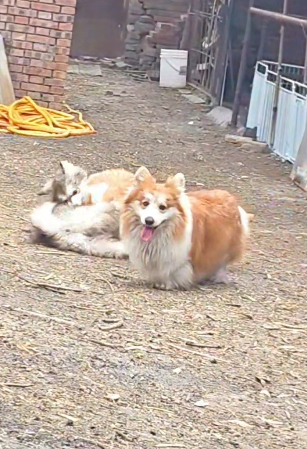 萌宠档案