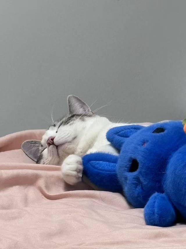 猫猫萌宠档案