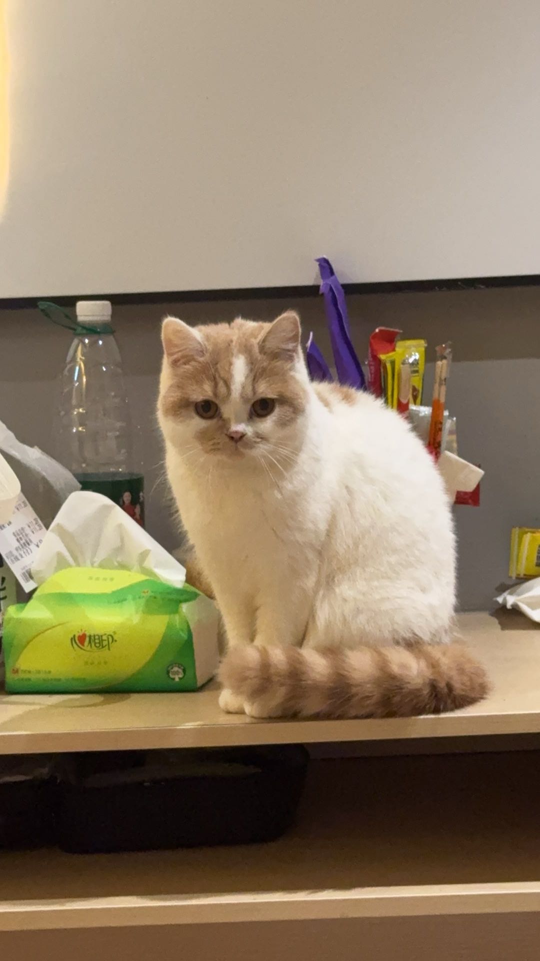 猫猫其它