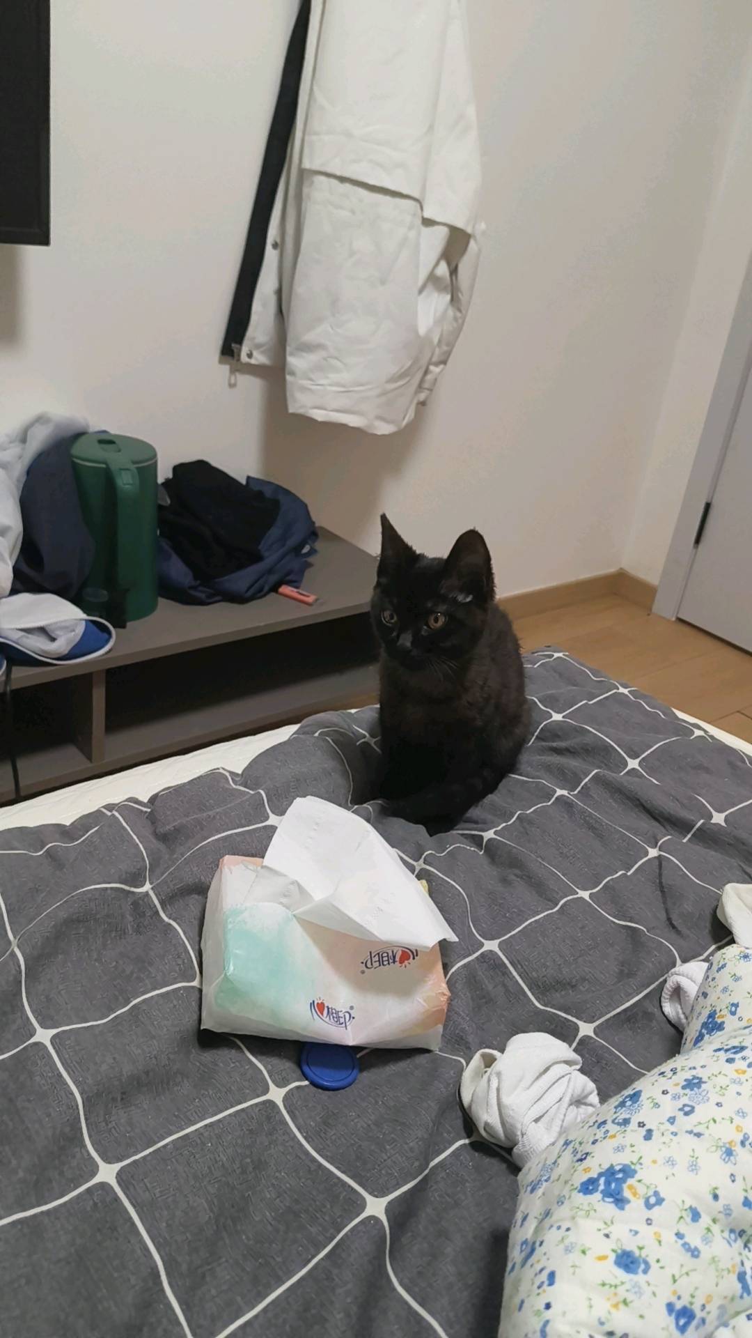 性格活泼，是个小黑猫 胆子大，两个多月，会自己吃猫粮自己上厕所，本人是学生，现因为学业问题无法继续养