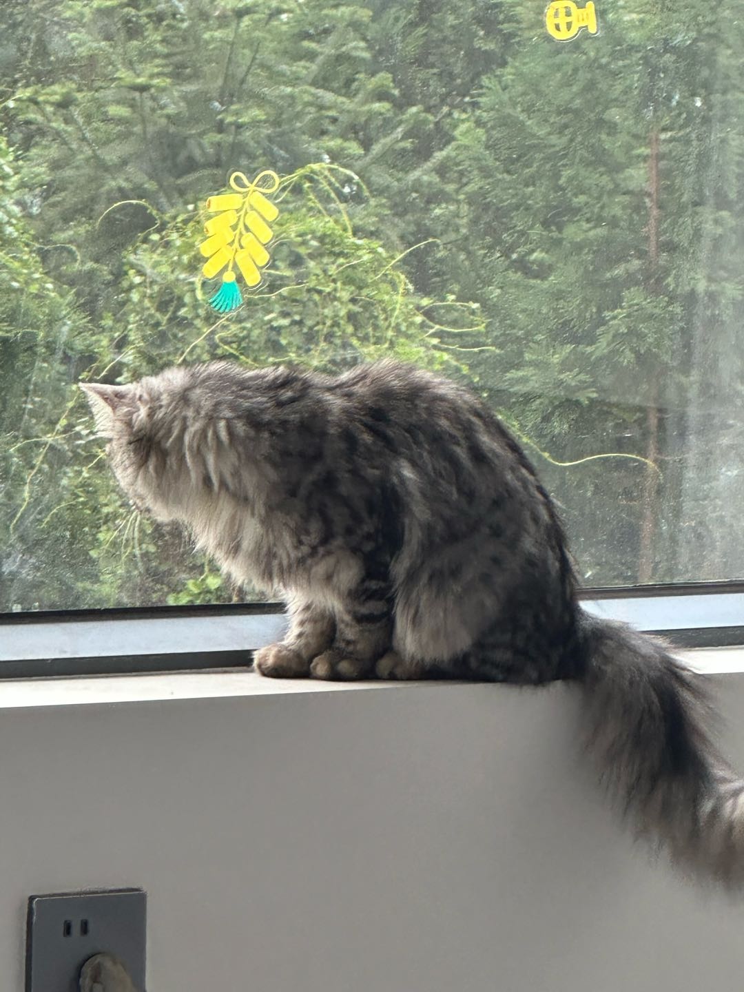 缅因六七个月 自己家养猫 先到先得价格可谈.