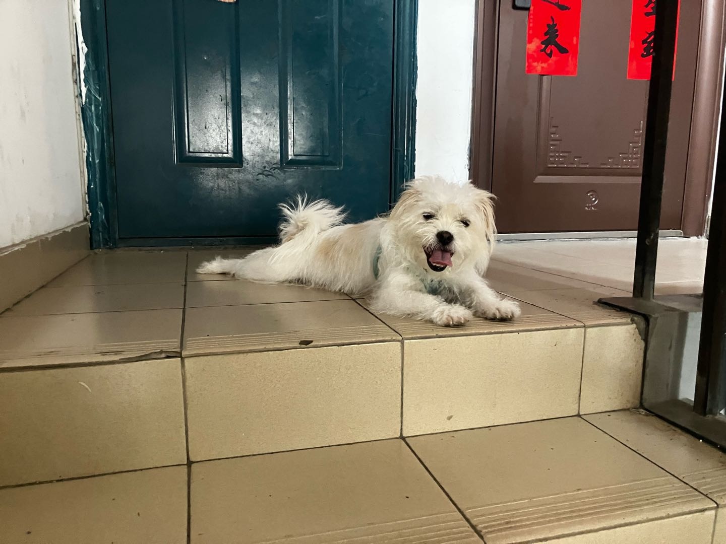 接代遛狗，喂猫，上门清理猫砂盆等，自家养宠，价格可谈