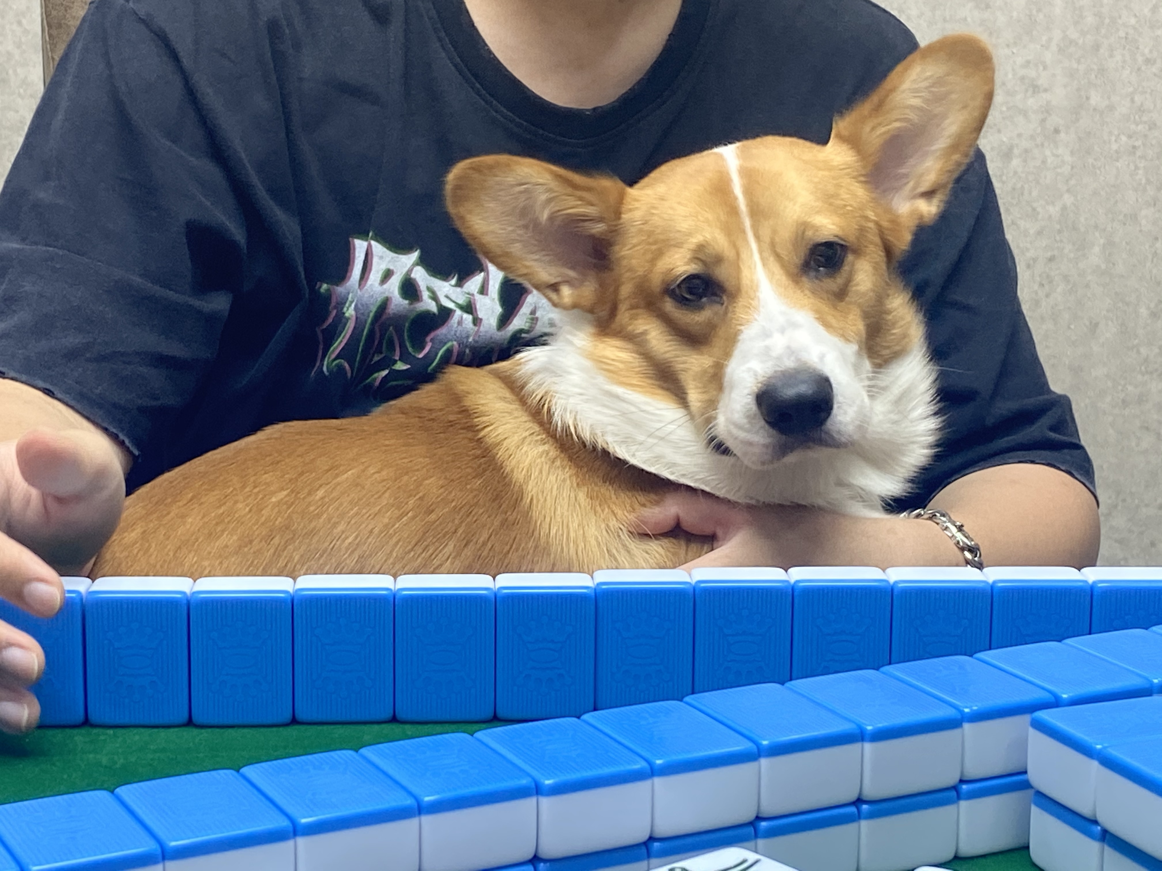 上门遛狗喂猫 春节期间也可以来找我哦