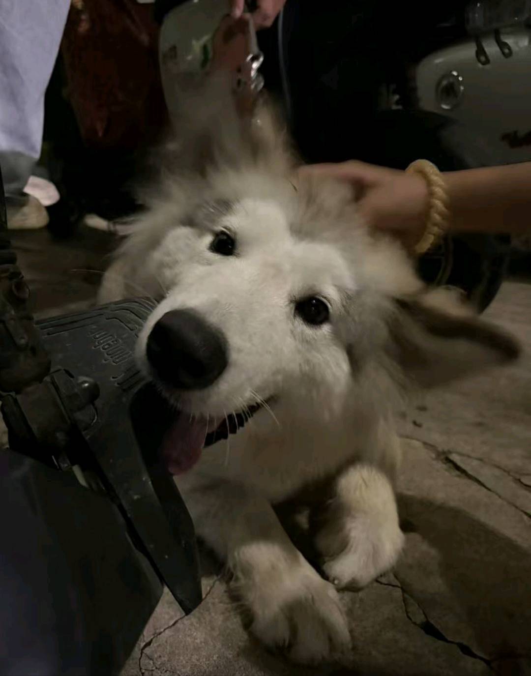 狗狗萌宠档案