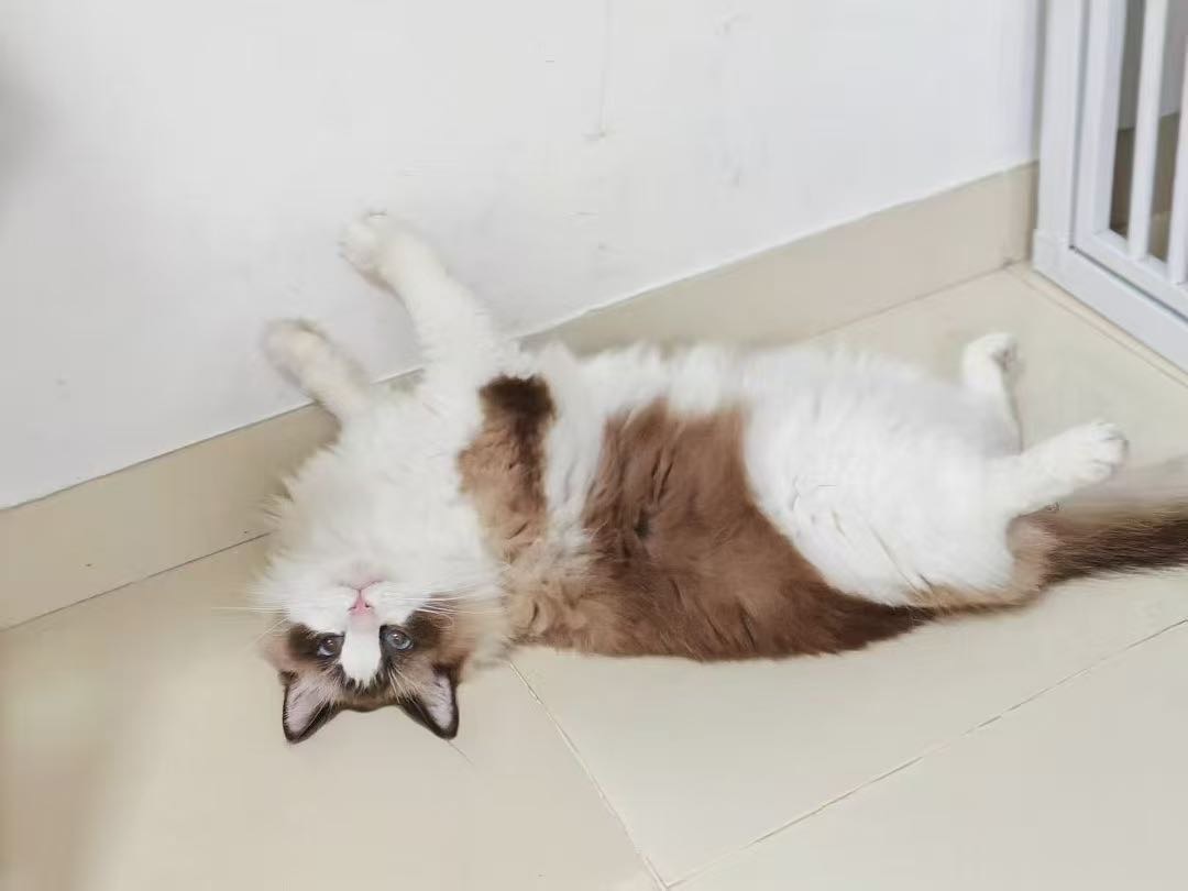 猫猫萌宠档案