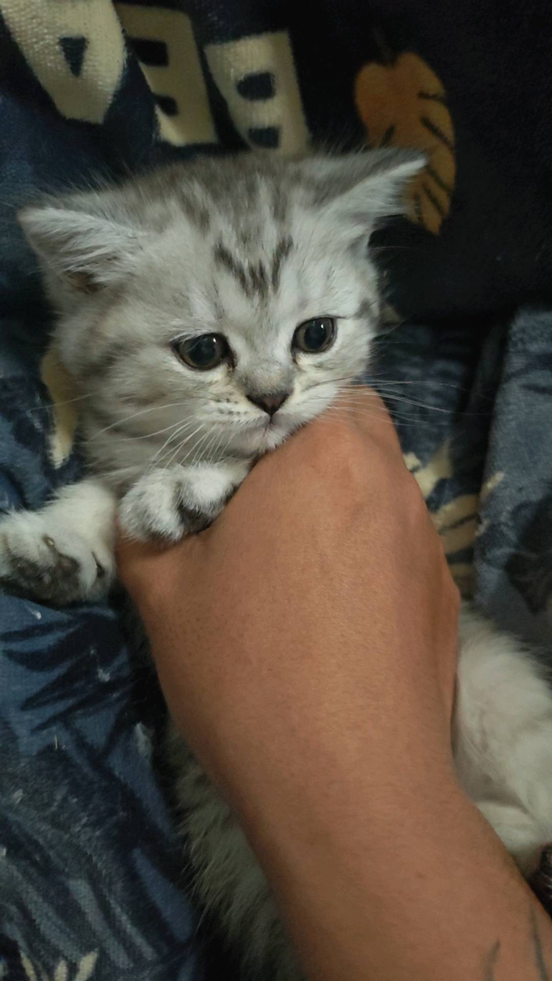 猫猫美国短毛猫