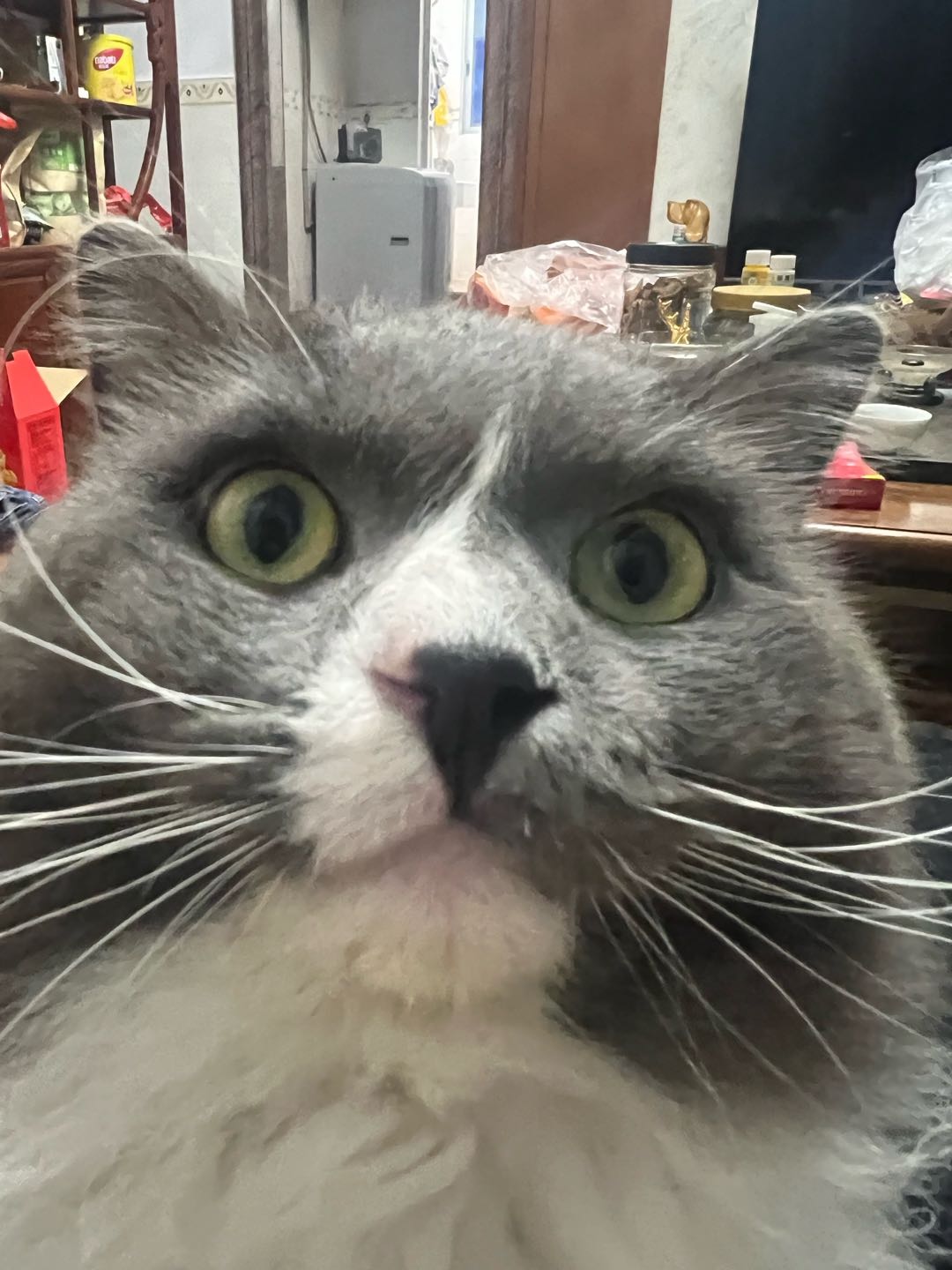 猫猫美国短毛猫