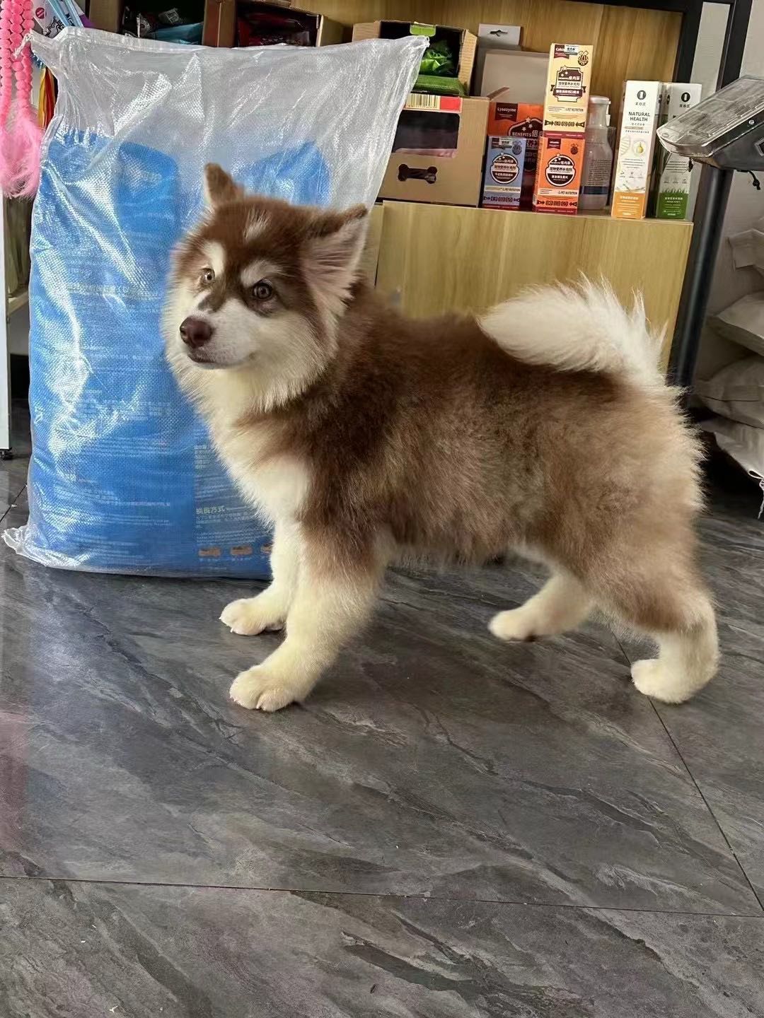 狗狗阿拉斯加雪橇犬