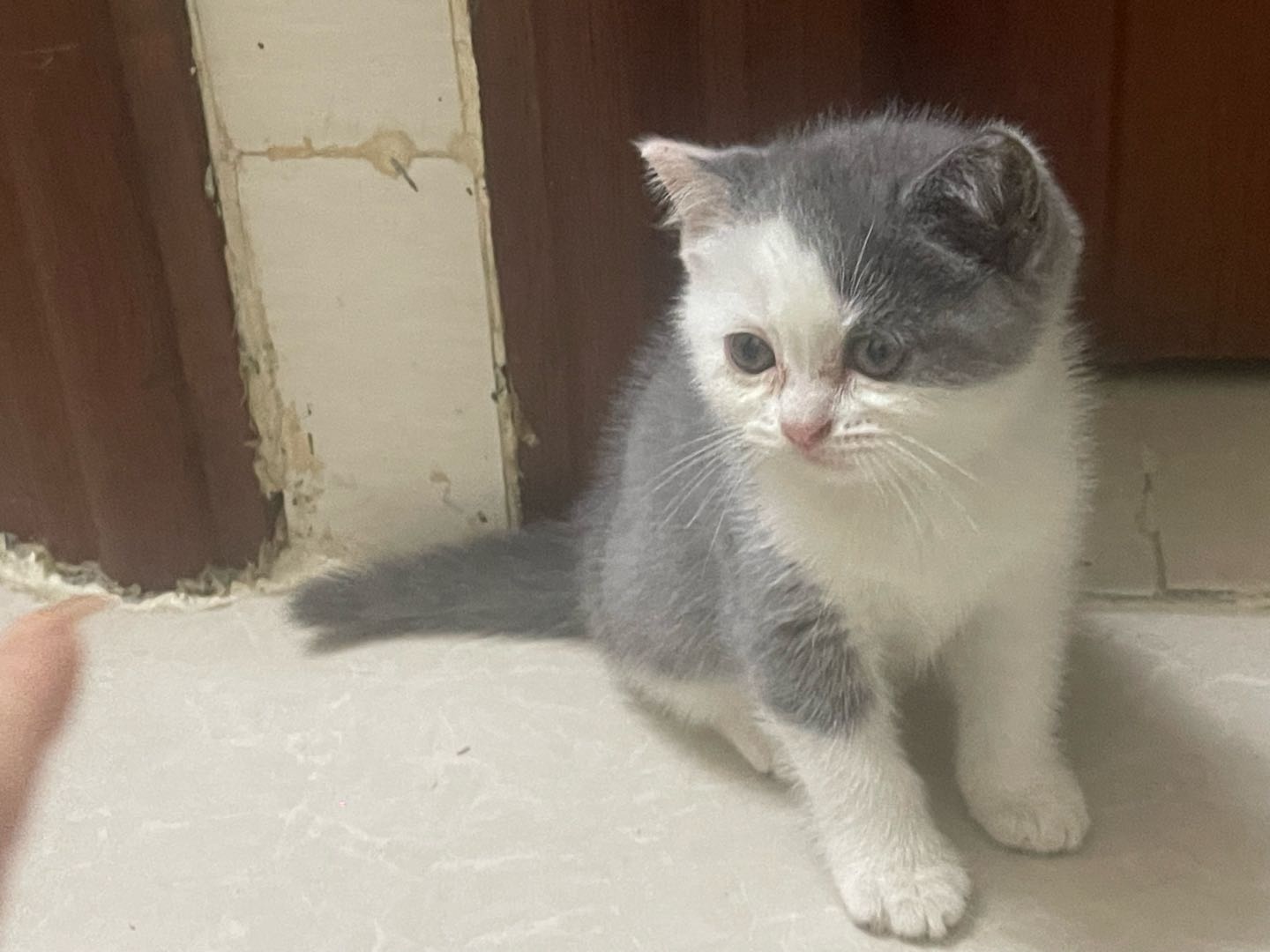 猫猫其它