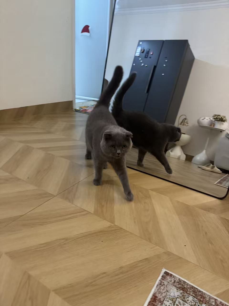 猫猫萌宠档案