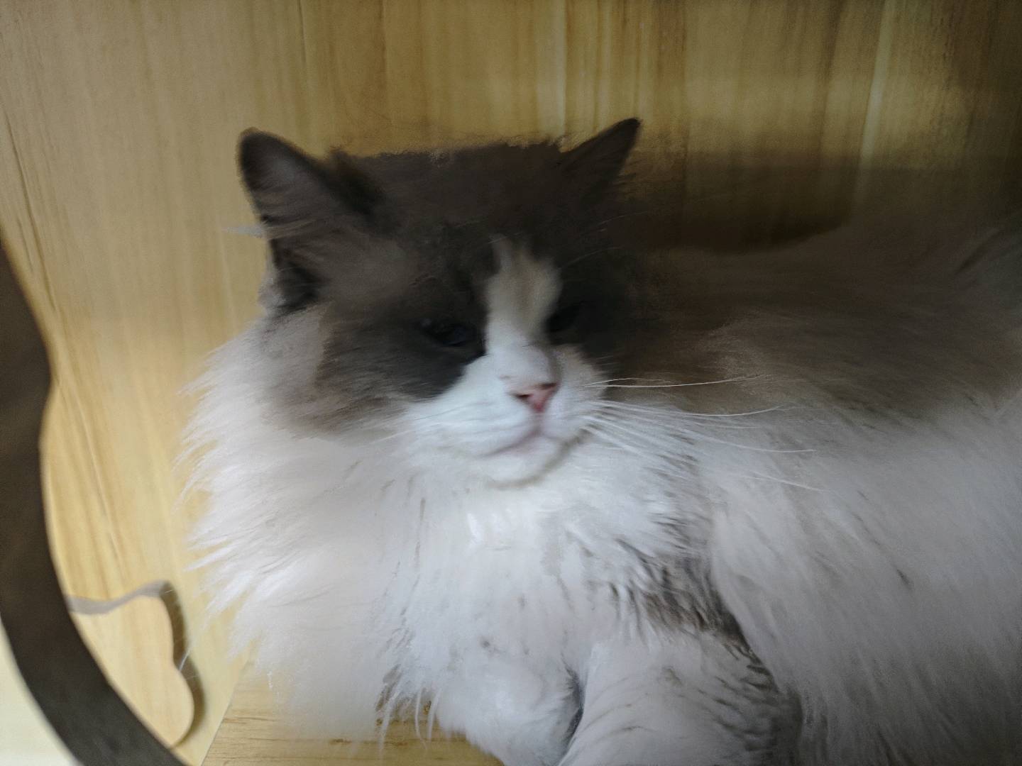 非常听话粘人。不吵不闹。寻找喜欢猫咪的主人