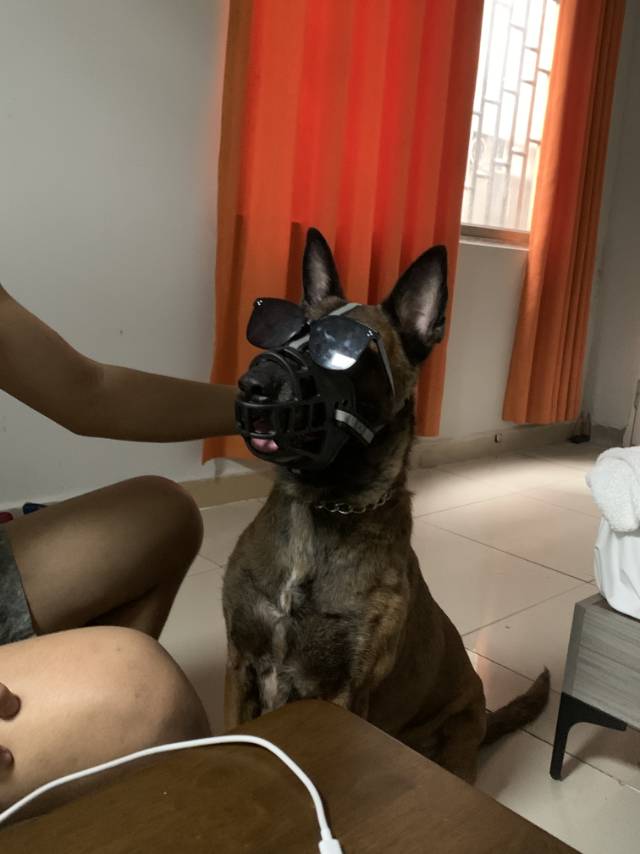 狗狗西藏猎犬