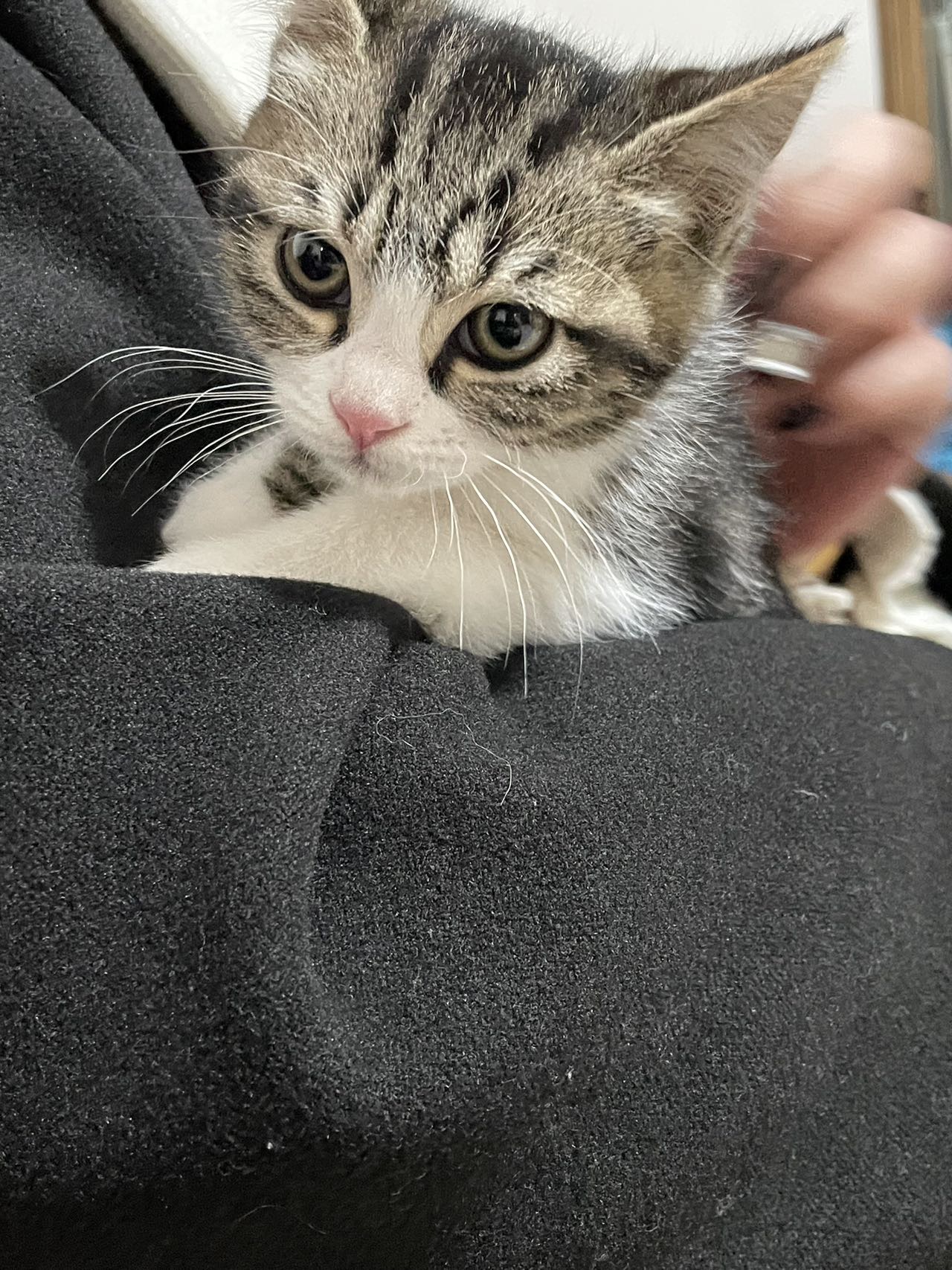 猫猫其它