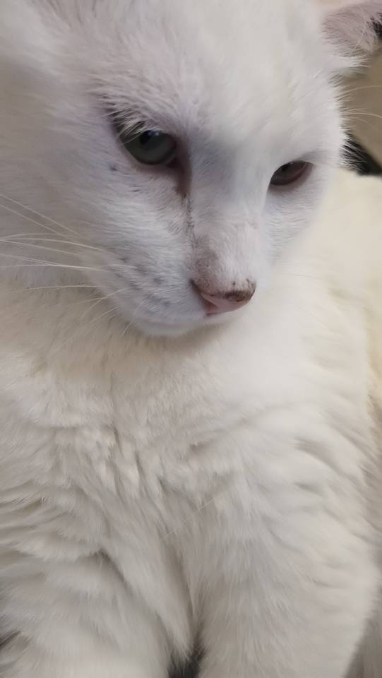 常州地区,上门喂猫打扫猫砂等30一次