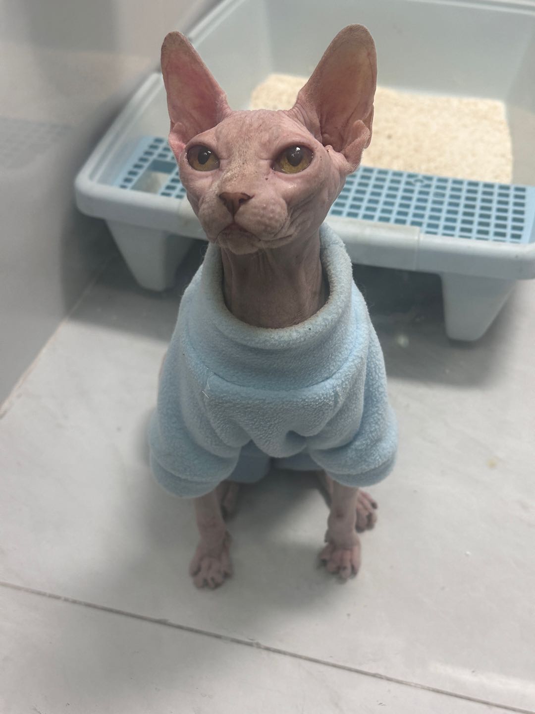 猫猫加拿大无毛猫