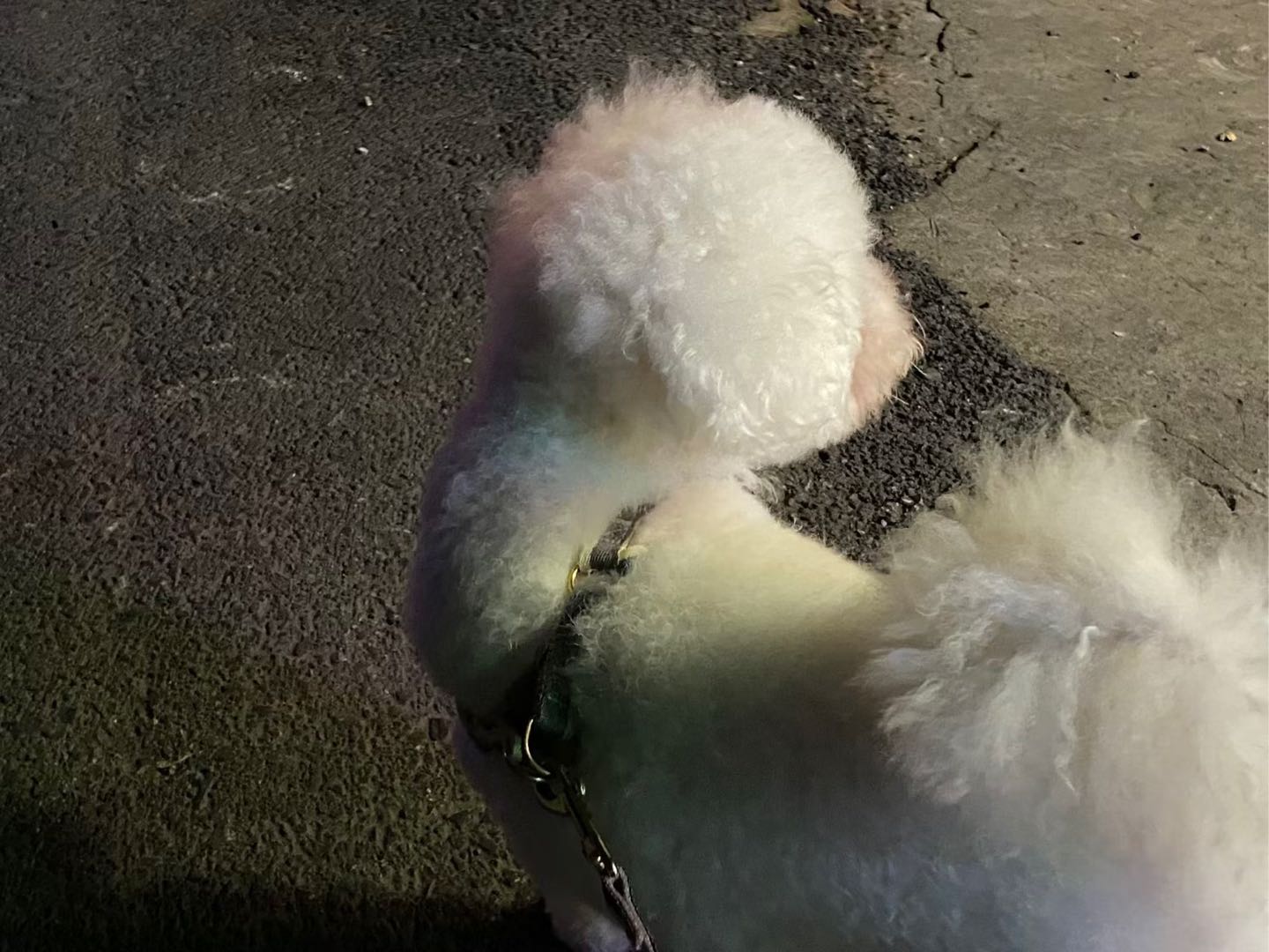 需要上门喂养 帮忙遛狗狗的都可以联系我 到了以后全程给主人拍视频保证狗狗猫猫的安排 有任何需要可以联系我哦 图片是自家的宝贝