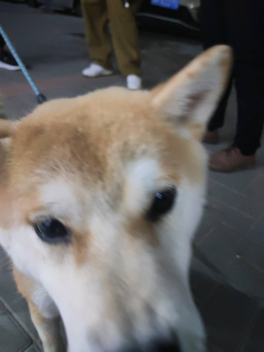 可以上门遛狗，养过狗，喜欢小狗狗经验丰富