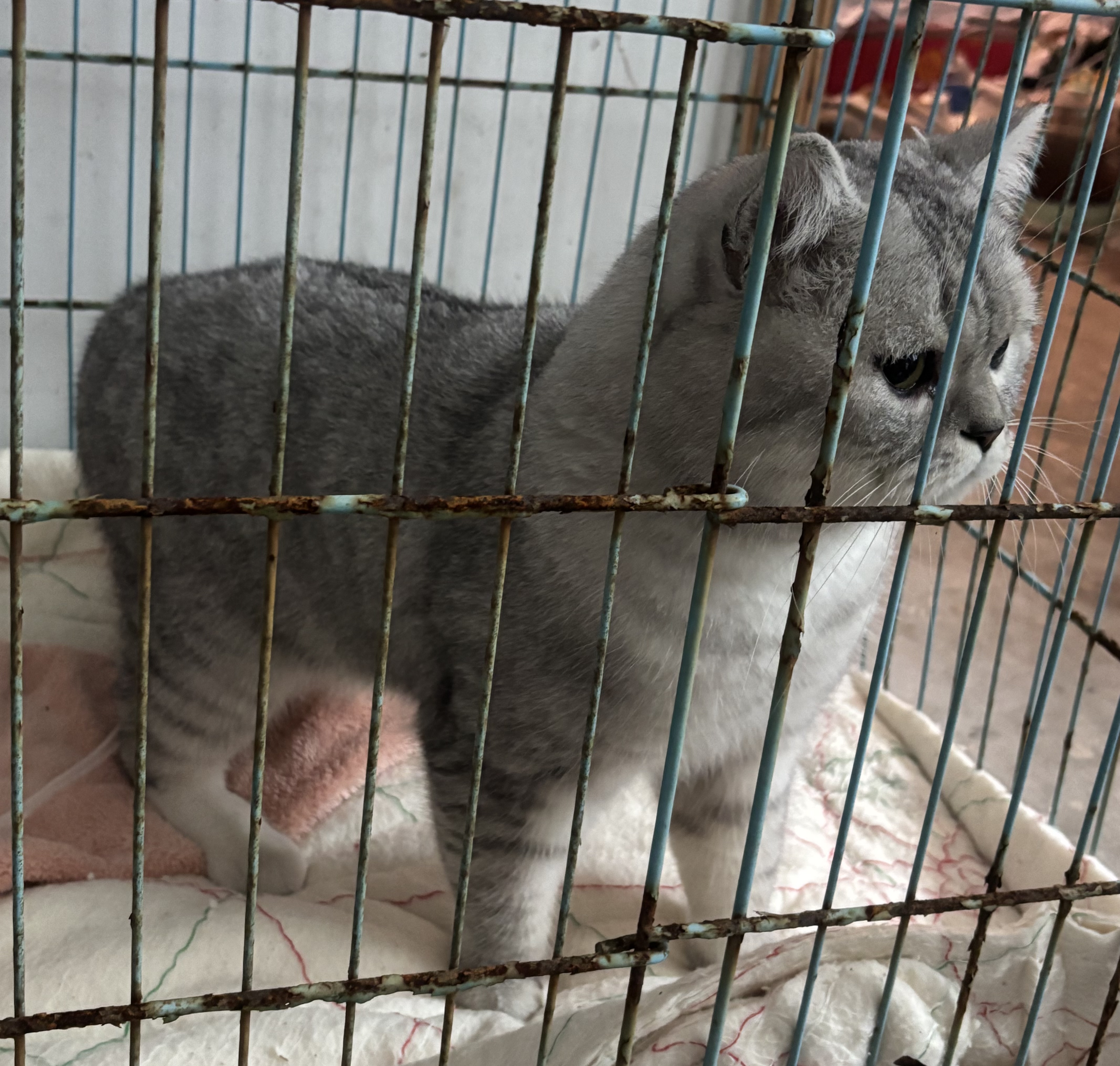 猫猫其它