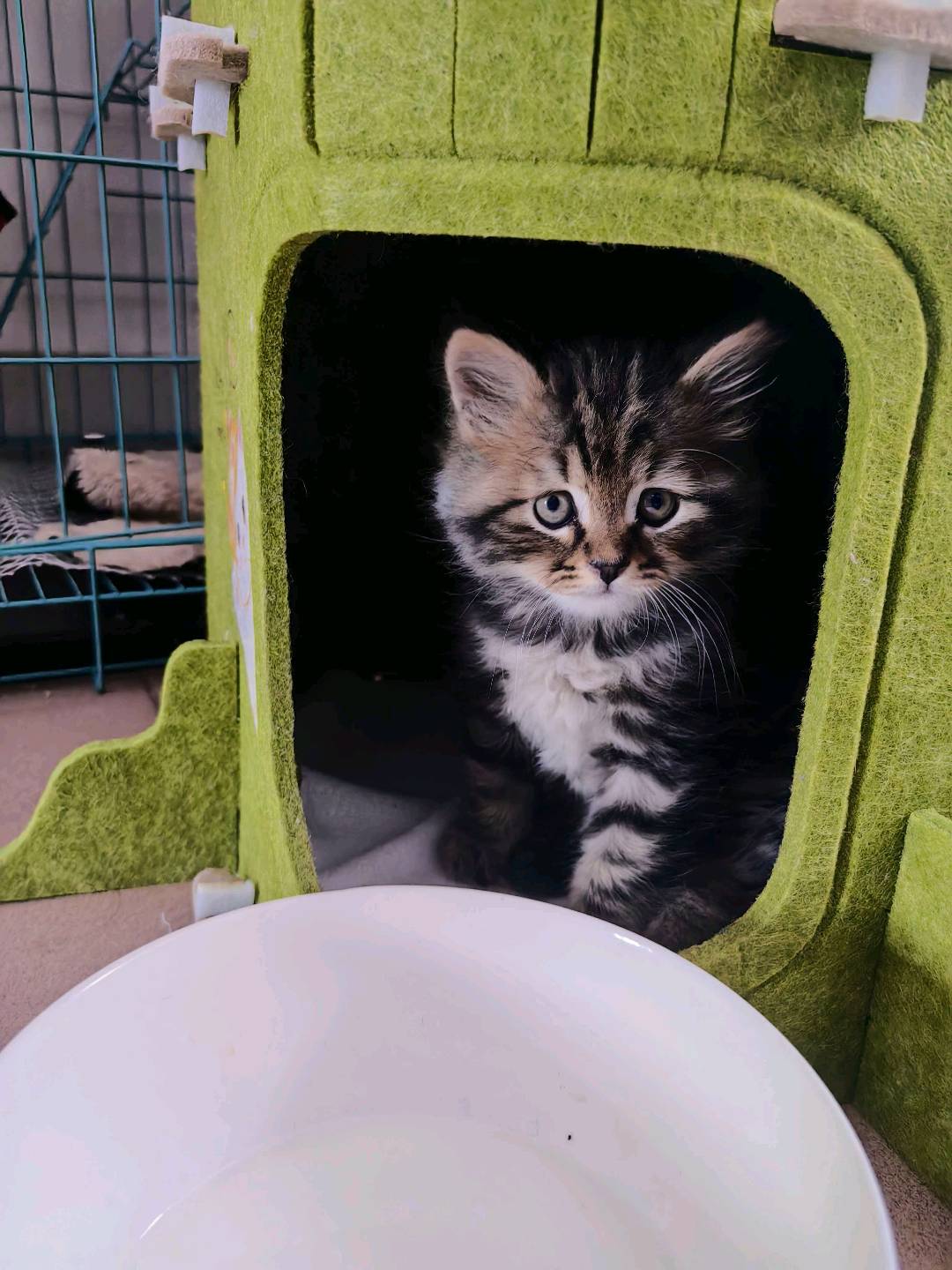 猫猫萌宠档案