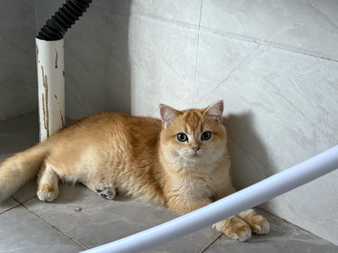 价格可谈性格好比较粘人不拆家不咬人同城送航空箱猫粮猫砂猫碗还有她的玩具衣服猫条