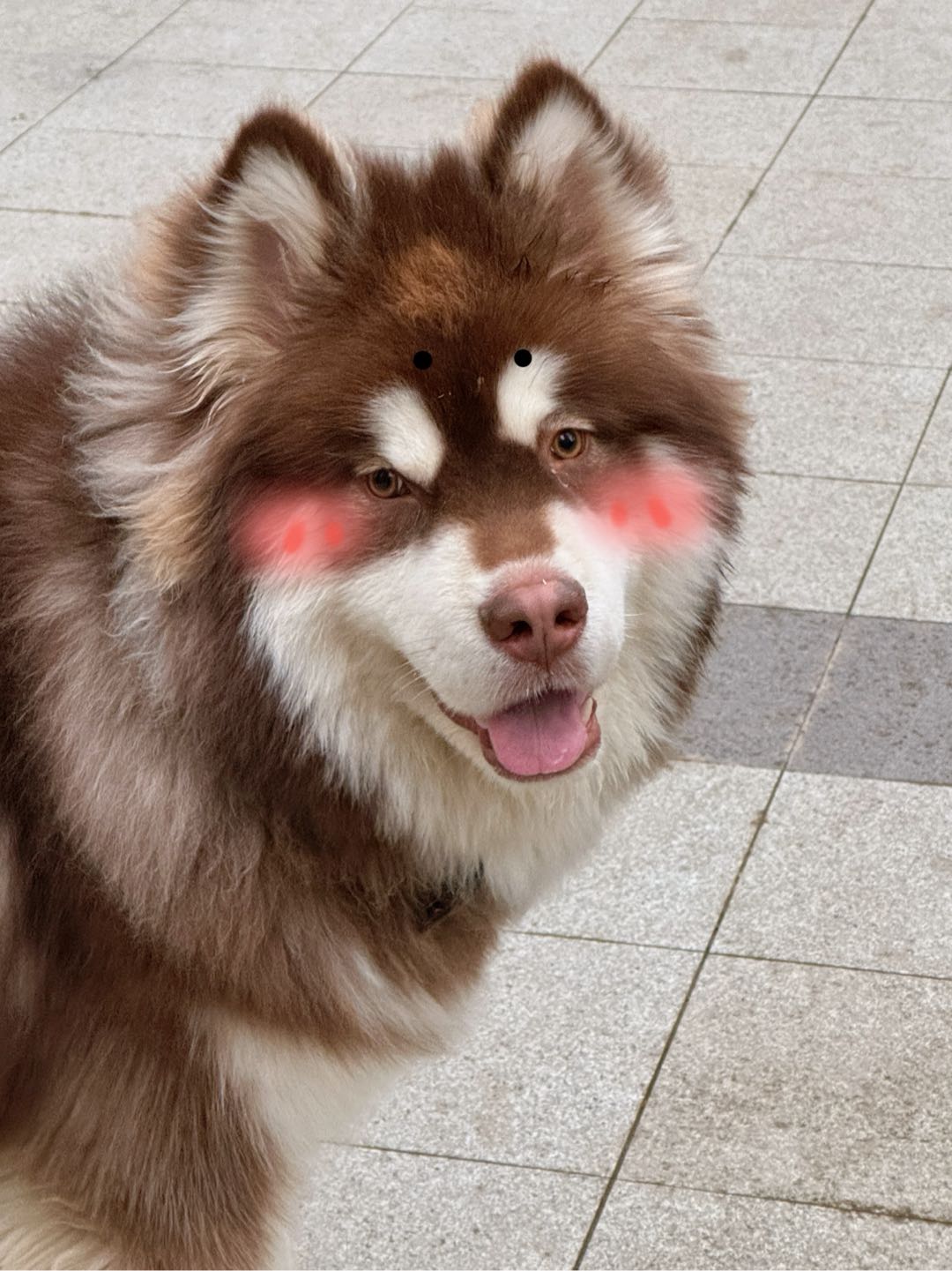 狗狗阿拉斯加雪橇犬