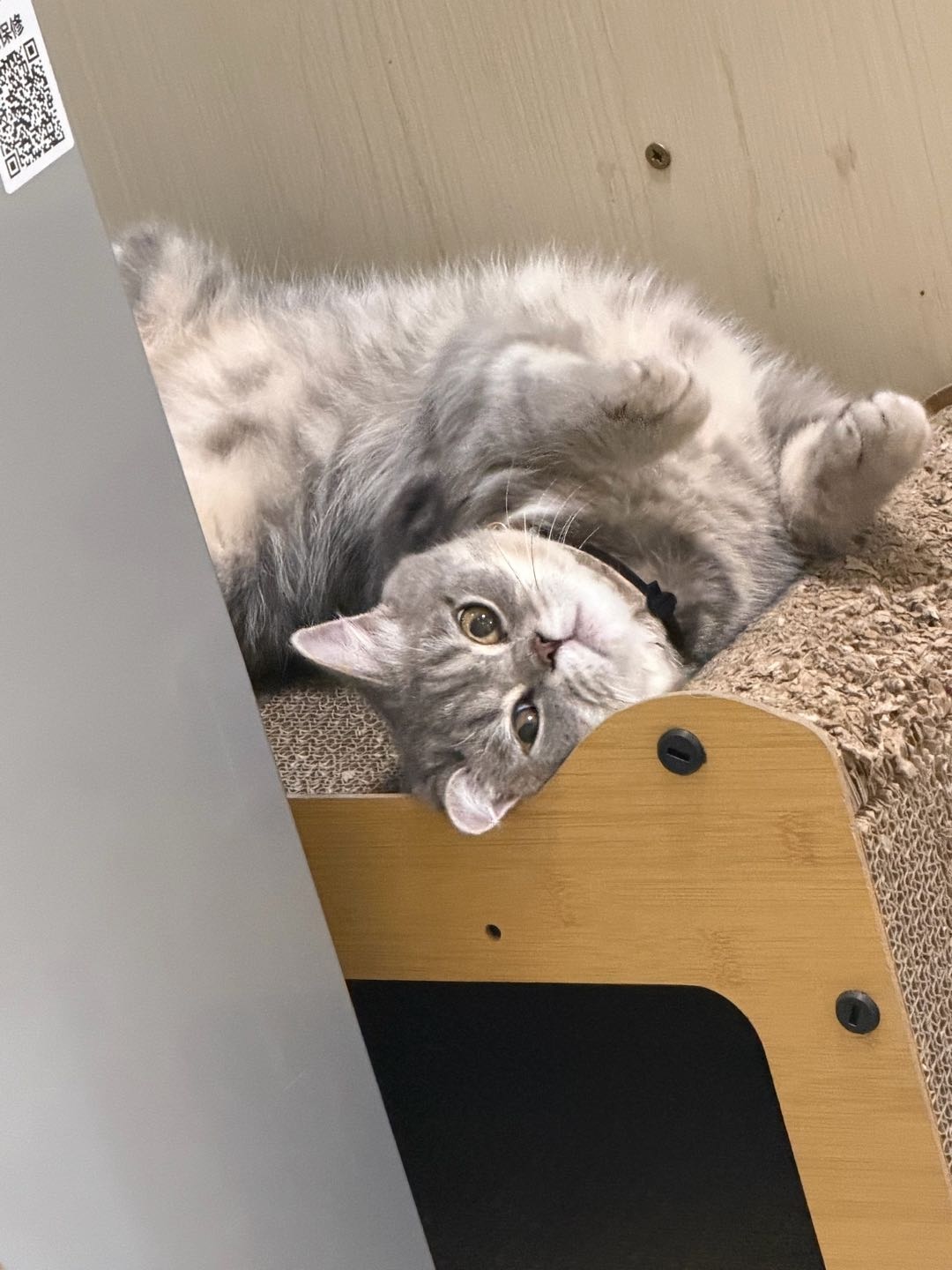 猫猫萌宠档案