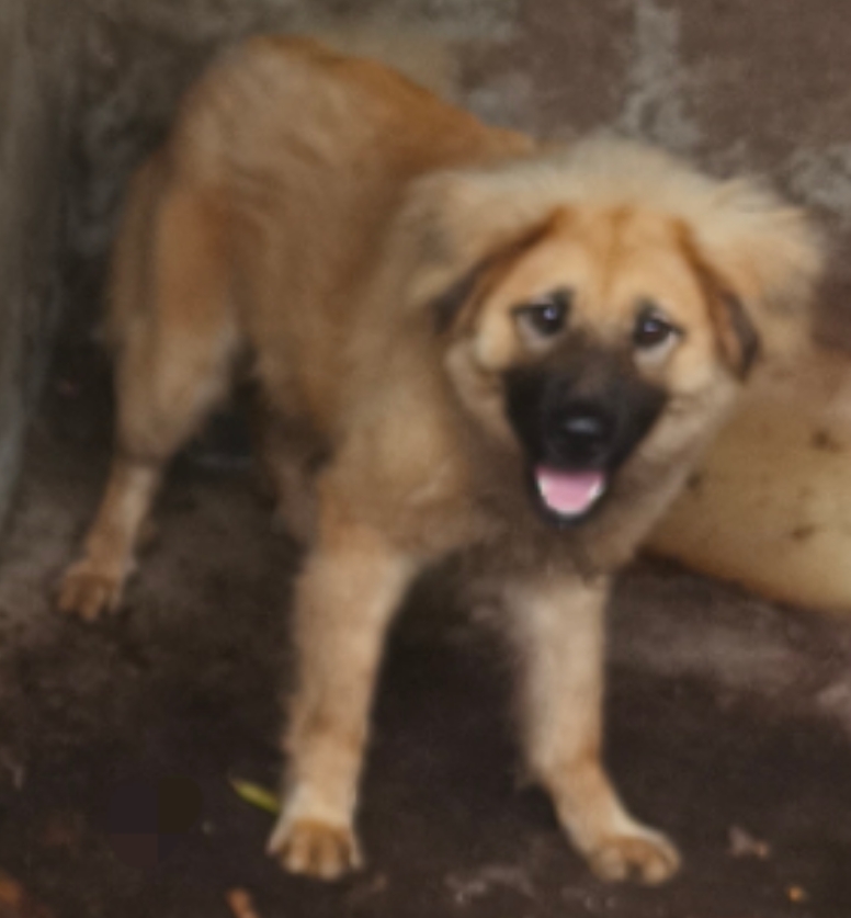 狗狗金毛犬